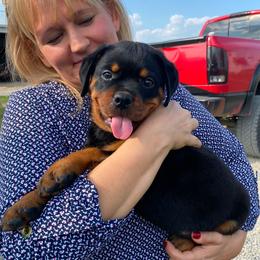 Rottweiler Puppies from Bella Bowe Champion Import Rottweilers