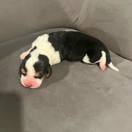 First Little Boy - Black brown and white male Basset Hound puppy in Hurtsboro, Alabama from PARK’s Family Farm