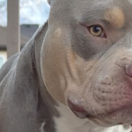 American Bullies from Byrnes Royal Bullyz