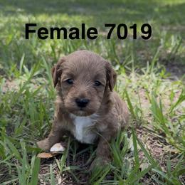 7019 - Red  female Goldendoodle puppy in Arcadia, Florida from KnuDawn Goldendoodles