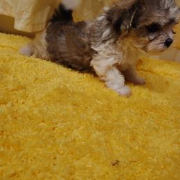 Scooter - Black & tan tri-color female Maltipoo puppy in Pine Grove, Pennsylvania from Cathy Burns