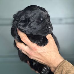 Dark blue - Black Newfoundland puppy in Great Falls, Montana from True North Newfoundlands