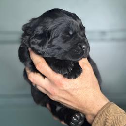 Dark blue - Black Newfoundland puppy in Great Falls, Montana from True North Newfoundlands