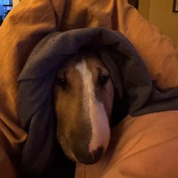 Bull Terrier Puppies from Lynn Hill Bull Terriers