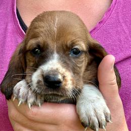 Female 5 - Mahogany and white female Basset Hound puppy in Lindley, New York from Hill Top Basset Hounds & Cane Corso