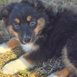 MM.BTM2 - Black tri male Miniature Australian Shepherd puppy in Deer Lodge, Tennessee from KSH Aussie Haven
