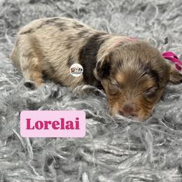Lorelai - Red merle female Aussiedoodle puppy in Fort Worth, Texas from Doodles by Dada