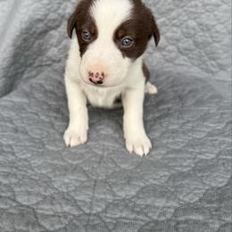 Girl 1 - Red female Border Collie puppy in Centerville, Washington from Forthright Farms