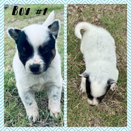 Boy 1 - Blue mottled male Australian Cattle Dog puppy in Prague, Oklahoma from S&B Cattle Co.