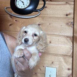 Loo-Loo - Cream female Dachshund puppy in Cheyenne, Wyoming from Great Basin Hounds