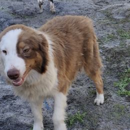 Australian Shepherds from M & D Aussies