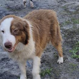 Australian Shepherds from M & D Aussies