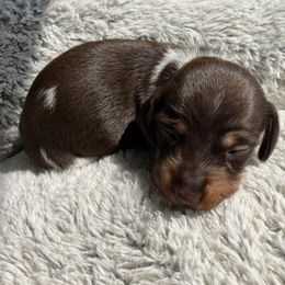 Charlie - Chocolate and tan female Dachshund puppy in Mocksville, North Carolina from The Dachs of Hazzard Dachshunds