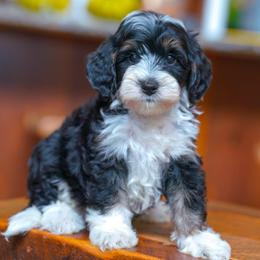 Paddington - Tri-color male Bernedoodle puppy in Dundee, Ohio from Down Home Doodle