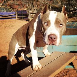 American Bully Puppies from SouthernCharm Kennel (SCP)