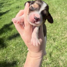 Boy 2 - Piebald male Dachshund puppy in Umatilla County, Oregon from Divine Dogs