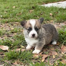Girl 2 - Red female Pembroke Welsh Corgi puppy in Ocala, Florida from Rivermont Farm