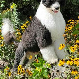 Beamer - Portuguese Water Dog