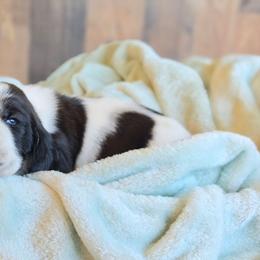 Steve - Black and white male Basset Hound puppy in Valley, Washington from Peaceful Valley Paws