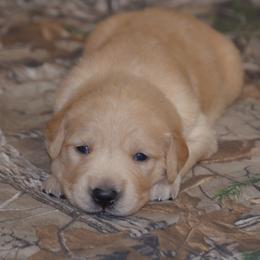 Silver - Golden male Golden Retriever puppy in Webster City, Iowa from Whispering Pines Precious Puppies