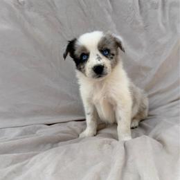 Dark Blue Merle Male - Blue merle male Border Collie puppy in Okeechobee, Florida from Cowtown Corgis & Border Collies