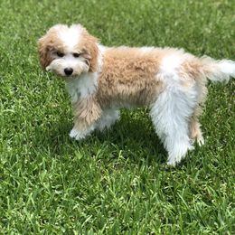 Poodle Puppies from Klaus Poodles