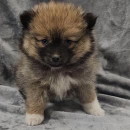 Ember - Chocolate female Pomsky puppy in Decatur, Illinois from Petite Pups