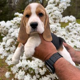 Baby Boy - Black tan and white male Beagle puppy in Monticello, Georgia from Beaglelove