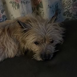 Lexi Lou  - Cairn Terrier