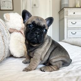 French Bulldog Puppies from Honey Bee Frenchies