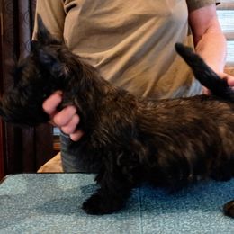 Scottish Terrier Puppies from Gallica Scottish Terriers