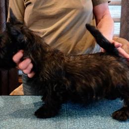 Scottish Terrier Puppies from Gallica Scottish Terriers