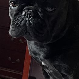 Clumber Spaniels and French Bulldogs from Eileen Heiple