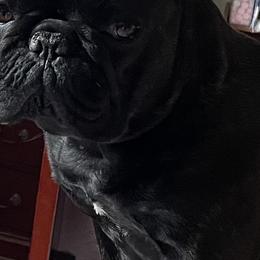 Clumber Spaniels and French Bulldogs from Eileen Heiple