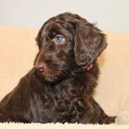 Libby - pink collar - Chocolate female Labradoodle puppy in Grants Pass, Oregon from Oregon Valley Pups