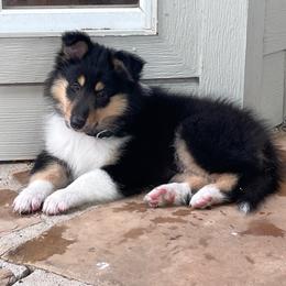 D'Artagnan - Black white and tan male Collie puppy in Malvern, Arkansas from Lost Acres Collies