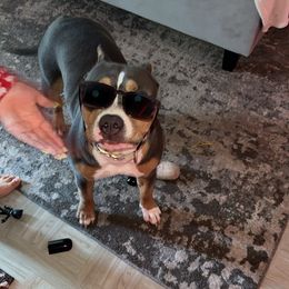American Bully All Grown Up from Blue Fury