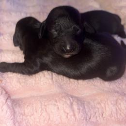 Boy 1 - Black male Dachshund puppy in Richwood, West Virginia from Wild and Wonderful Wieners