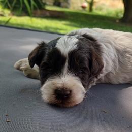 Cowboy (brown and white) - Brown male Schnoodle puppy in Milton Freewater, Oregon from Rose Brook Family Farms