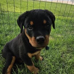 Rottweiler Puppies from Mack Daddy Rottweilers