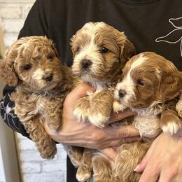 Assorted Doodle Crosses, Bernedoodle, Cavachon, Cavapoochon, Goldendoodle, and Spanish Water Dog Puppies from PitterPatterPuppiesNJ