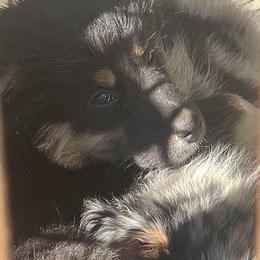 Girl1-Skye - Black tri-color female Australian Shepherd puppy in Welda, Kansas from McDaniel Aussies of Kansas LLC