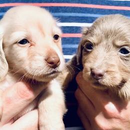 Dachshund Puppies from Meldox