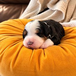 Casserole - Tri-color male Bernedoodle puppy in Travelers Rest, South Carolina from Bernedoodle.do