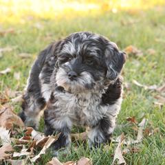Gemma - Merle female Whoodle puppy in West Bend, Iowa from Blue Skies Terriers