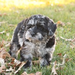Gemma - Merle female Whoodle puppy in West Bend, Iowa from Blue Skies Terriers