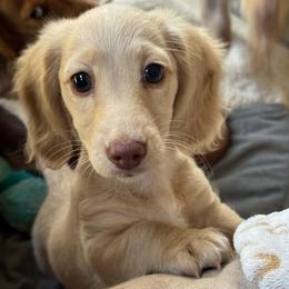 'Lily' Cream Girl (no collar) - Cream female Dachshund puppy in Fontana, California from Oscar Meyer’s Weenies