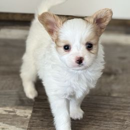 Boy 1 - White and lemon male Papillon puppy in Shirley, Arkansas from Lucky Pups