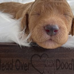 Girl 2 - Goldendoodle puppy in The Bay Area, California from Head Over Doodles