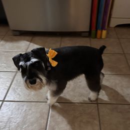 River - Miniature Schnauzer